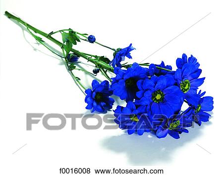 Stock Photo - Chrysanthemum. Fotosearch