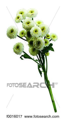 Chrysanthemum View Large Photo Image Stock Photo - Chrysanthemum. Fotosearch