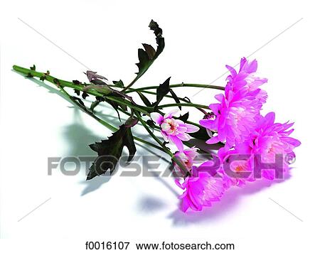 Chrysanthemum View Large Photo Image Stock Photo - Chrysanthemum. Fotosearch