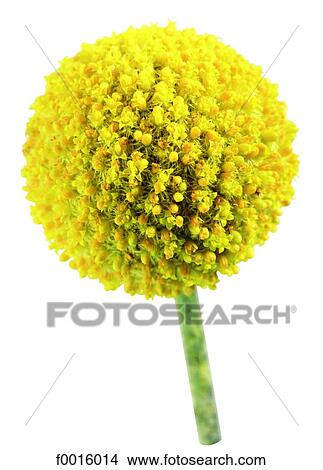 Picture - Craspedia. Fotosearch