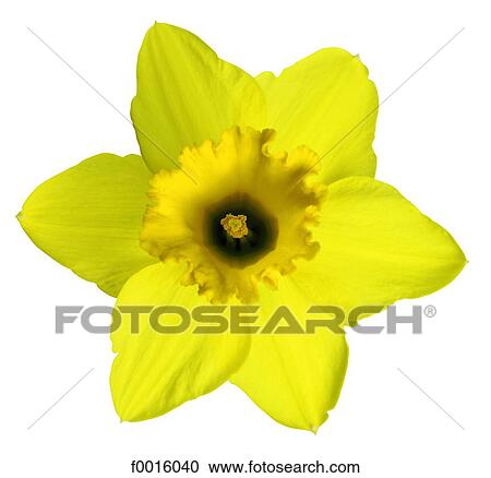 Daffodil View Large Photo Image Stock Image - Daffodil. Fotosearch