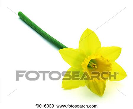 Daffodil View Large Photo Image Stock Photo - Daffodil. Fotosearch