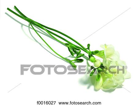 Freesia View Large Photo Image Stock Photo - Freesia. Fotosearch