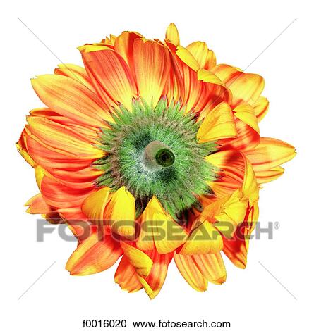 Stock Image - Gerbera. Fotosearch