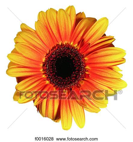 Stock Photo - Gerbera. Fotosearch