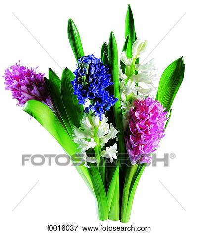 Stock Photo - Hyacinths. Fotosearch