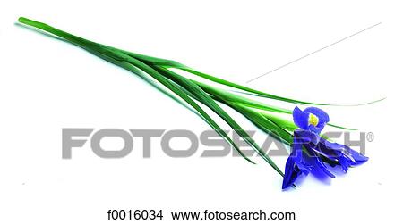 Picture - Iris. Fotosearch