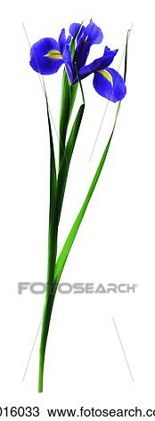 Iris View Large Photo Image Stock Image - Iris. Fotosearch
