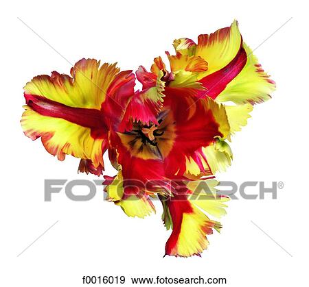 Lilium View Large Photo Image Stock Photo - Lilium. Fotosearch