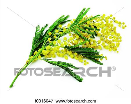 Mimosa View Large Photo Image Stock Photo - Mimosa. Fotosearch
