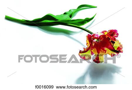 Multicolored tulip View Large Photo Image Stock Photo - Multicolored tulip. Fotosearch