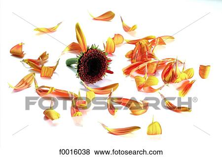Stock Photo - Petals plucked. Fotosearch