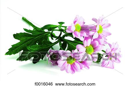 Stock Photograph - Pink daisies. Fotosearch