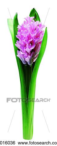Pink hyacinth View Large Photo Image Stock Photograph - Pink hyacinth. Fotosearch