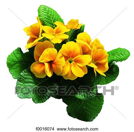 Primroses View Large Photo Image Picture - Primroses. Fotosearch