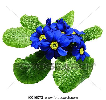 Primroses View Large Photo Image Stock Image - Primroses. Fotosearch