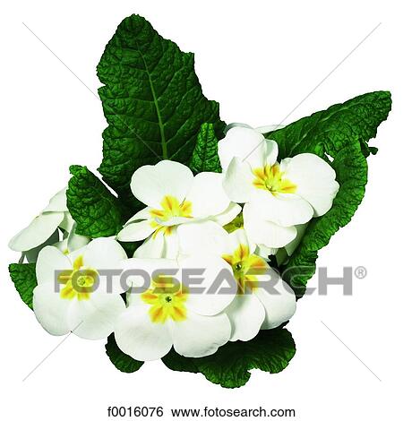 Primroses View Large Photo Image Stock Photograph - Primroses. Fotosearch