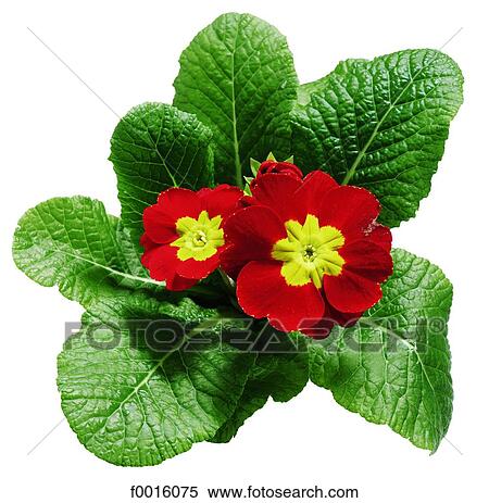 Stock Photography - Primroses. Fotosearch