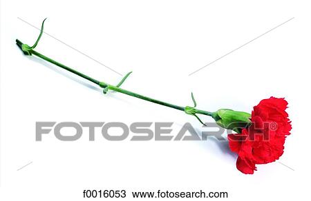 Red carnation View Large Photo Image Stock Image - Red carnation. Fotosearch