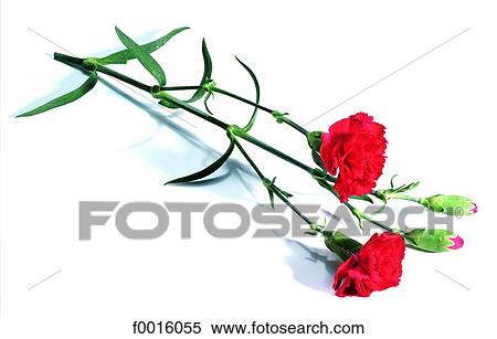 Stock Photography - Red carnation. Fotosearch
