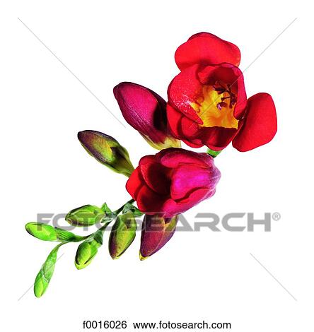 Red freesia View Large Photo Image Stock Photograph - Red freesia. Fotosearch