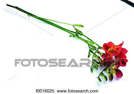 Red freesia View Large Photo Image Stock Photography - Red freesia. Fotosearch