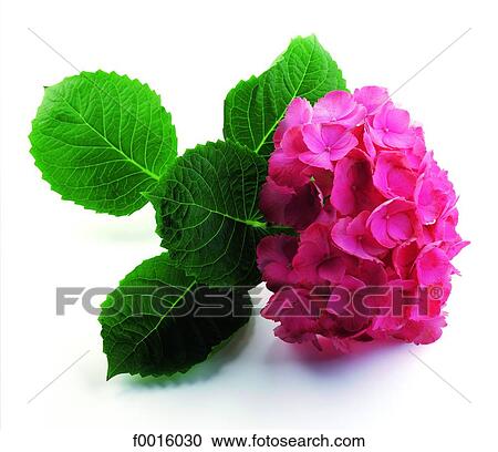 Stock Image - Red hydrangea. Fotosearch