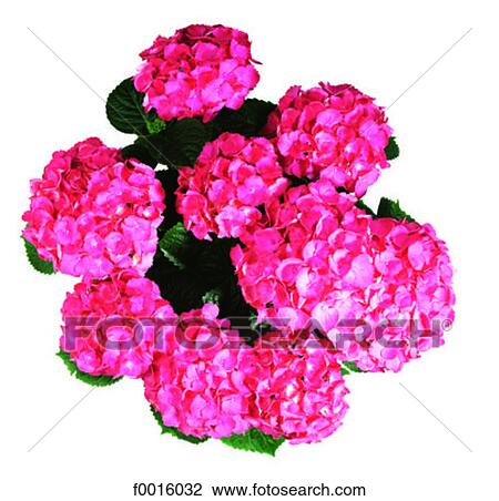 Stock Image - Red hydrangea. Fotosearch