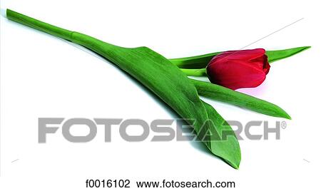 Red tulip View Large Photo Image Stock Image - Red tulip. Fotosearch
