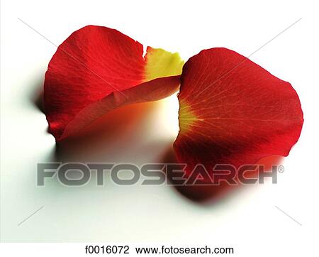 Stock Image - Rose petals. Fotosearch