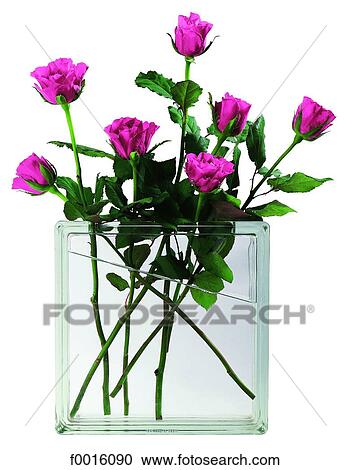 Roses in a square vase View Large Photo Image Stock Image - Roses in a square vase. Fotosearch