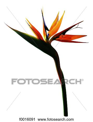 Stock Image - Strelitzia reginae. Fotosearch