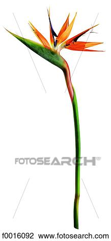 Stock Image - Strelitzia reginae. Fotosearch