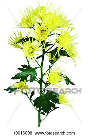 Tokyo chrysanthemum View Large Photo Image Stock Photo - Tokyo chrysanthemum. Fotosearch