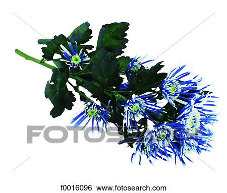Tokyo chrysanthemum View Large Photo Image Stock Photograph - Tokyo chrysanthemum. Fotosearch