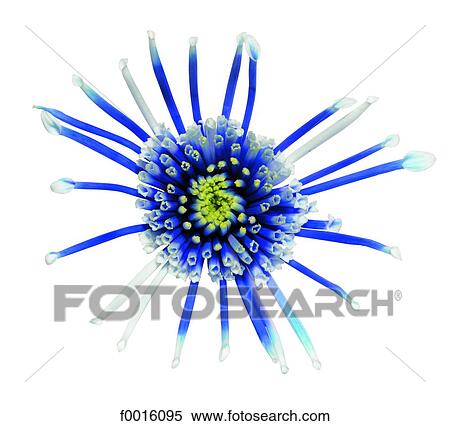 Stock Photography - Tokyo chrysanthemum. Fotosearch