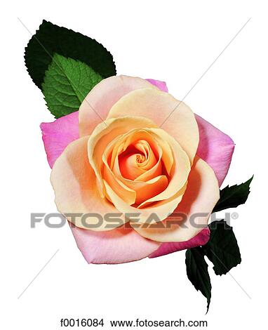 Picture - Variegated rose. Fotosearch