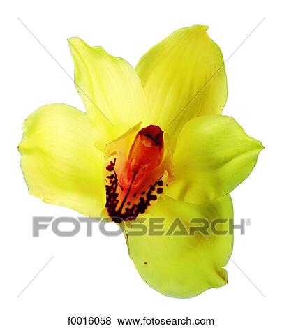 Yellow orchid View Large Photo Image Stock Photo - Yellow orchid. Fotosearch
