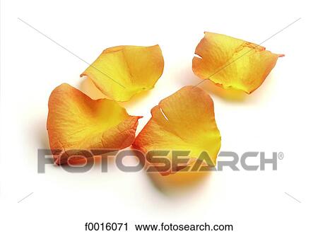Stock Image - Yellow petals. Fotosearch