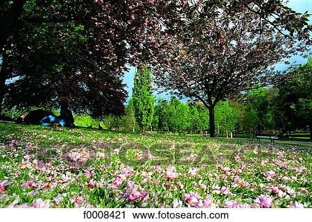Stock Image - London, Hyde Park in summer. Fotosearch