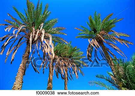 Egypt, Siwa Oasis, palm grove View Large Photo Image Stock Photo - Egypt, Siwa Oasis, palm grove. Fotosearch