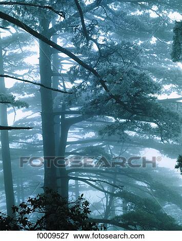 China, Mt. Huangshan View Large Photo Image Stock Photo - China, Mt. Huangshan. Fotosearch