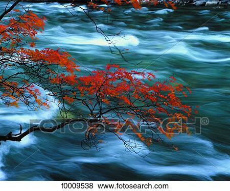 Stock Photo - China, Red leaves and running water. Fotosearch