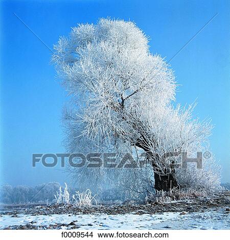 China, Snow on trees View Large Photo Image Picture - China, Snow on trees. Fotosearch