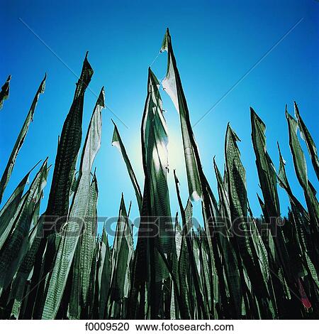 Stock Image - China, Tibet, banners. Fotosearch