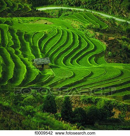 China, Yunnan, terraced field View Large Photo Image Stock Image - China, Yunnan, terraced field. Fotosearch
