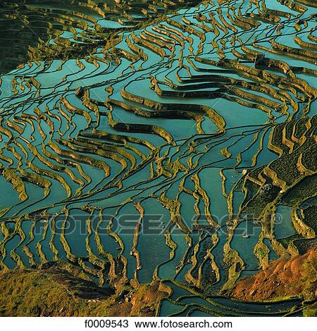 China, Yunnan, terraced field View Large Photo Image Stock Image - China, Yunnan, terraced field. Fotosearch