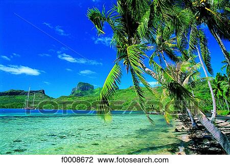French Polynesia, Bora Bora, beach View Large Photo Image Stock Image - French Polynesia, Bora Bora, beach. Fotosearch