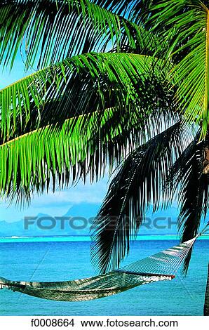 Picture - French Polynesia, Tahiti, hammock. Fotosearch