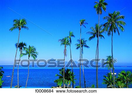 Picture - French Polynesia, Tahiti. Fotosearch